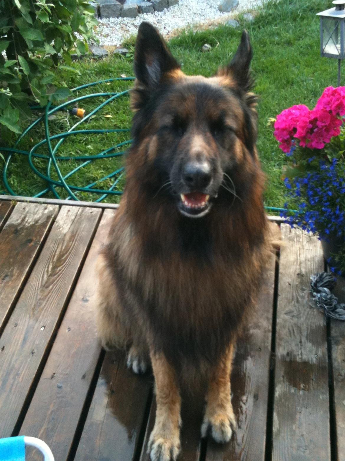 Schæferhund bonzo billede 2