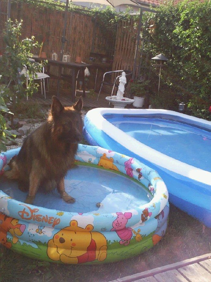Schæferhund bonzo - nogle gange er det godt med egen pool billede 3