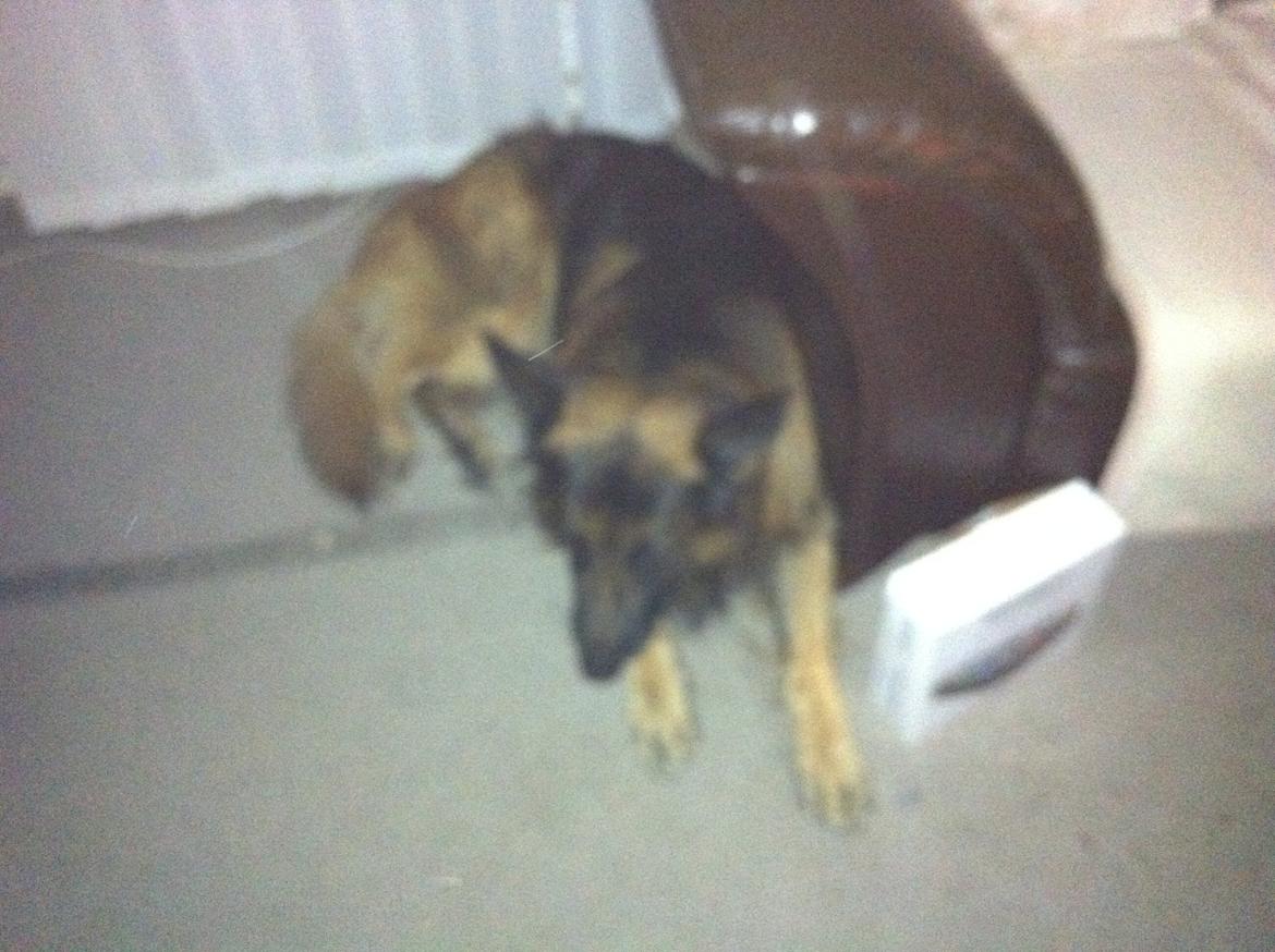 Schæferhund bonzo - det var sgu godt billede 4