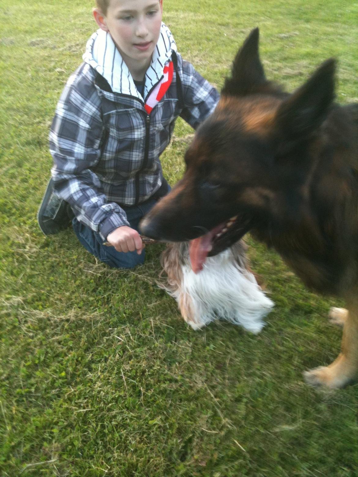 Schæferhund bonzo - Odin,Gismo ,Bonzo billede 5