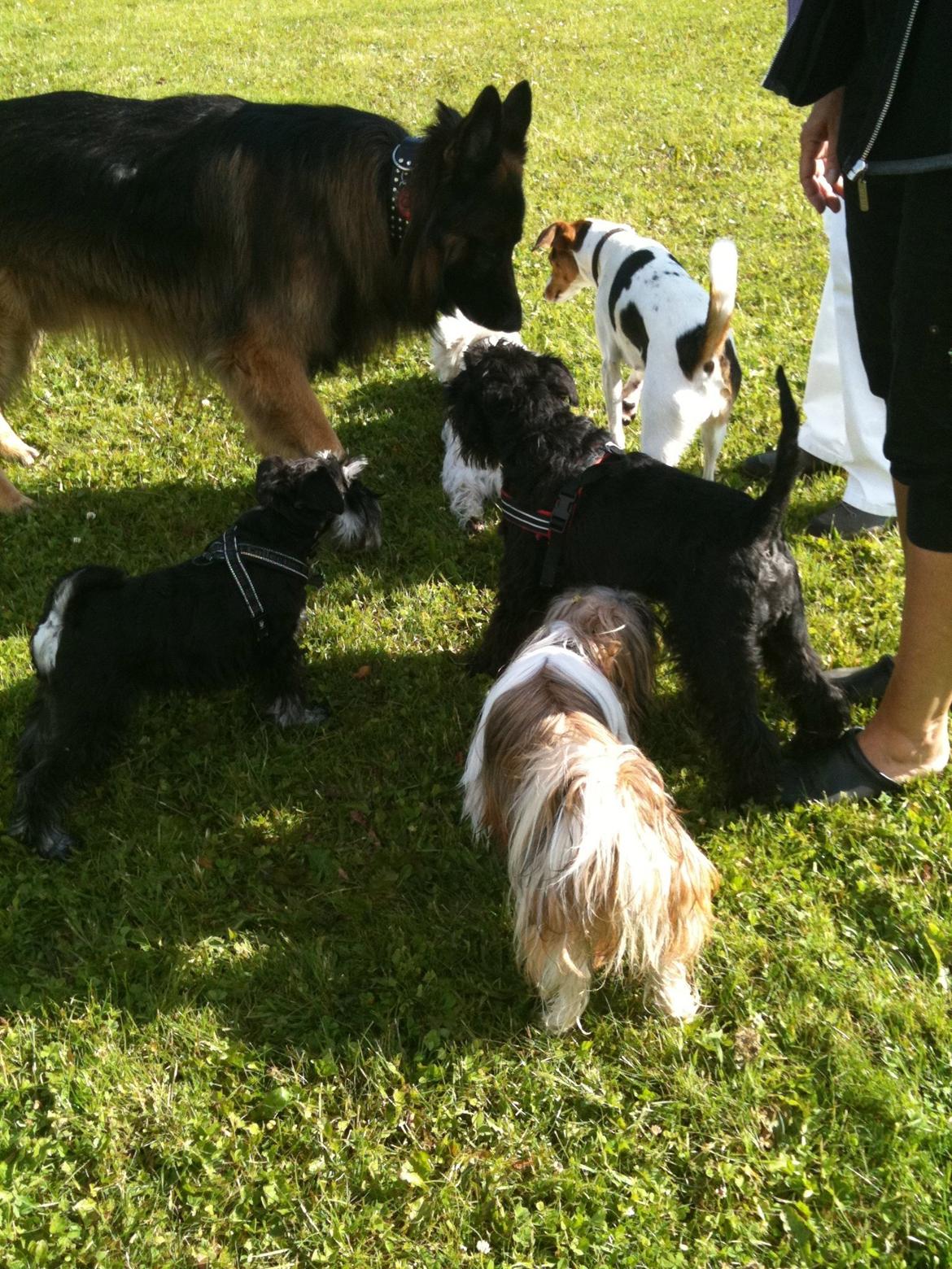 Schæferhund bonzo billede 6