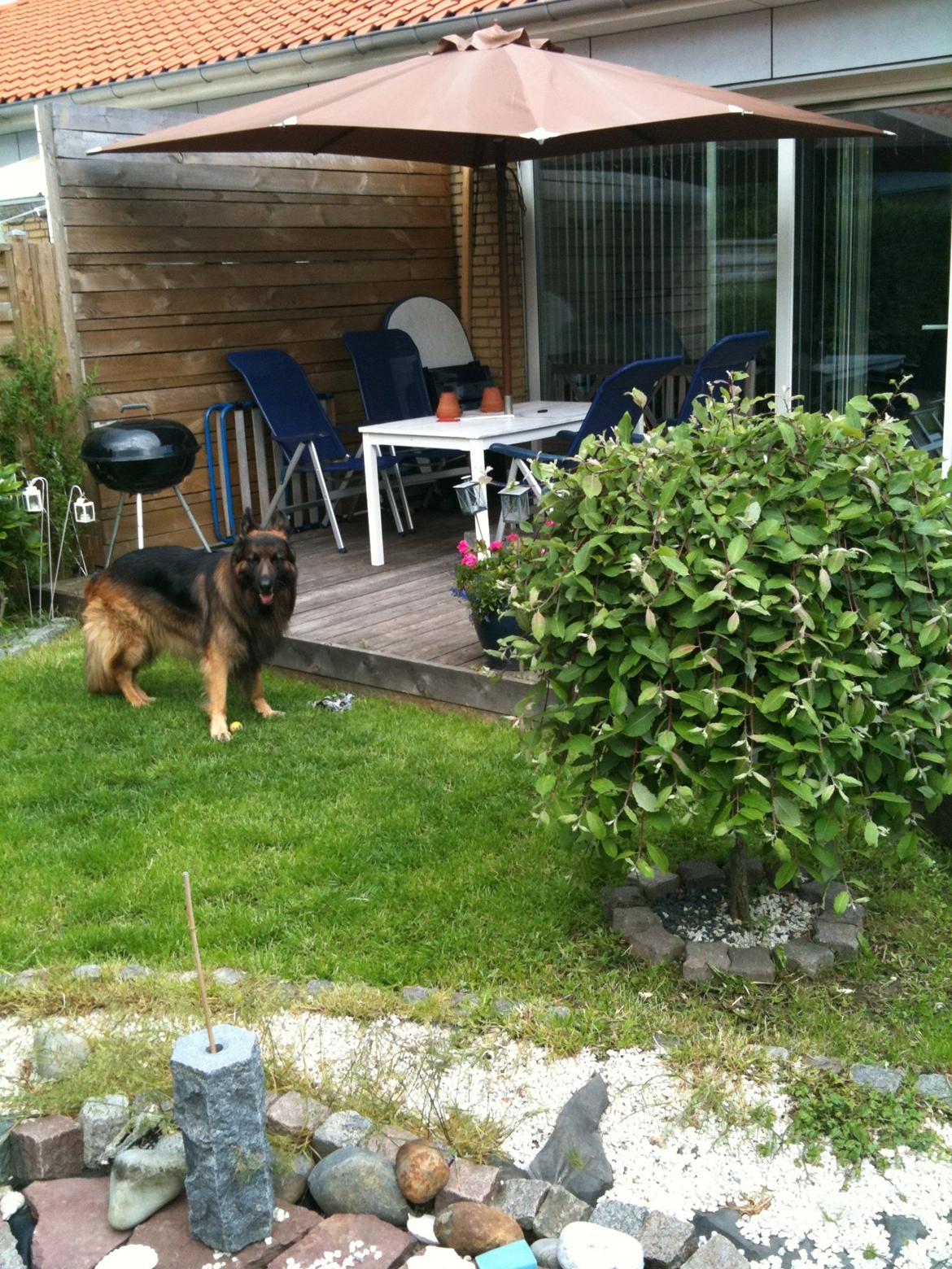 Schæferhund bonzo billede 7