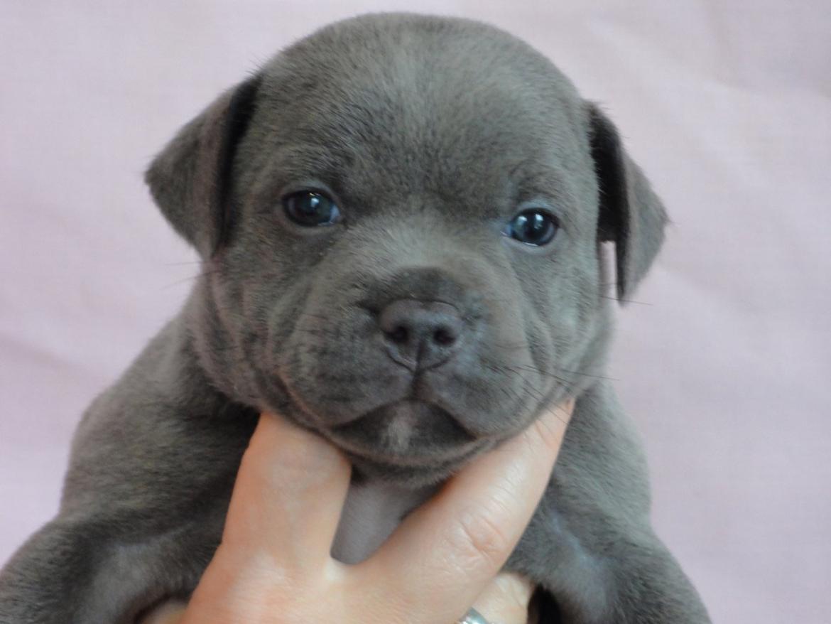 Staffordshire bull terrier Grand Chevy Sama Slodycz billede 20