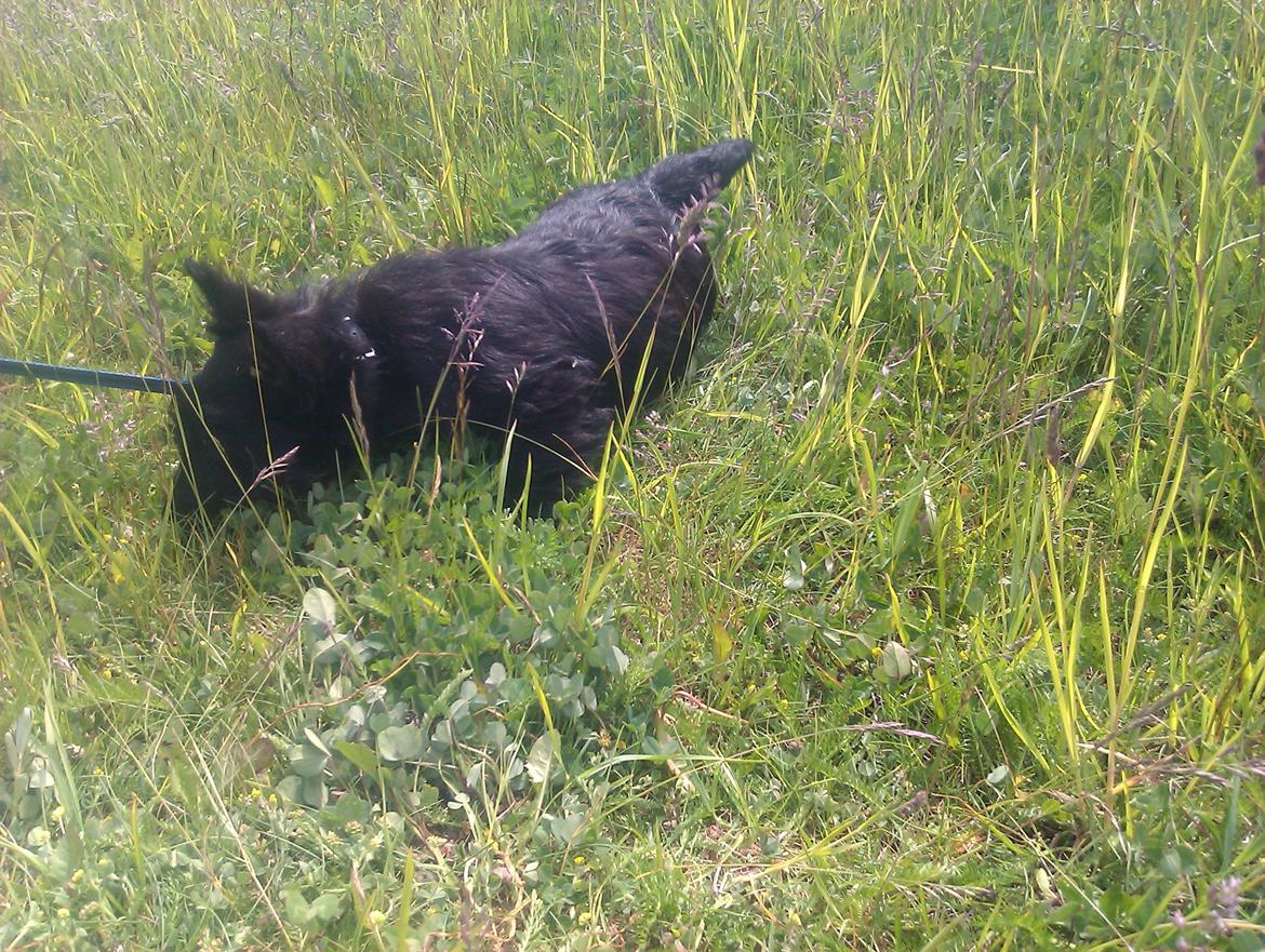 Skotsk terrier Tino - alt skal undersøges billede 1