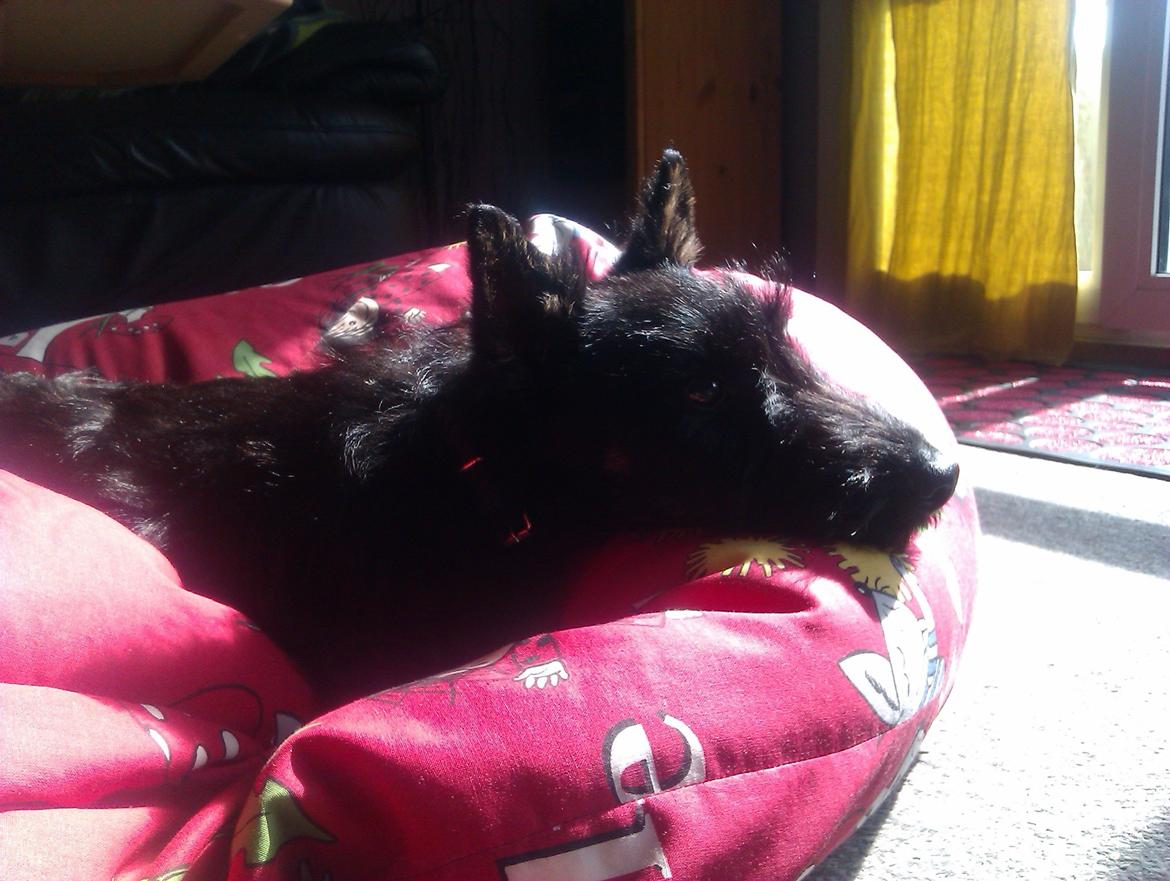 Skotsk terrier Tino - den her pude er min nu. billede 2