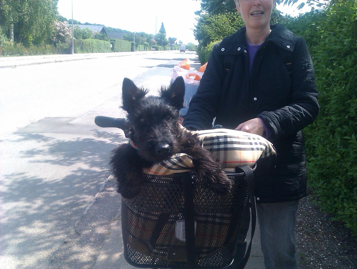 Skotsk terrier Tino - Tino i min mors cykel kurv. billede 3