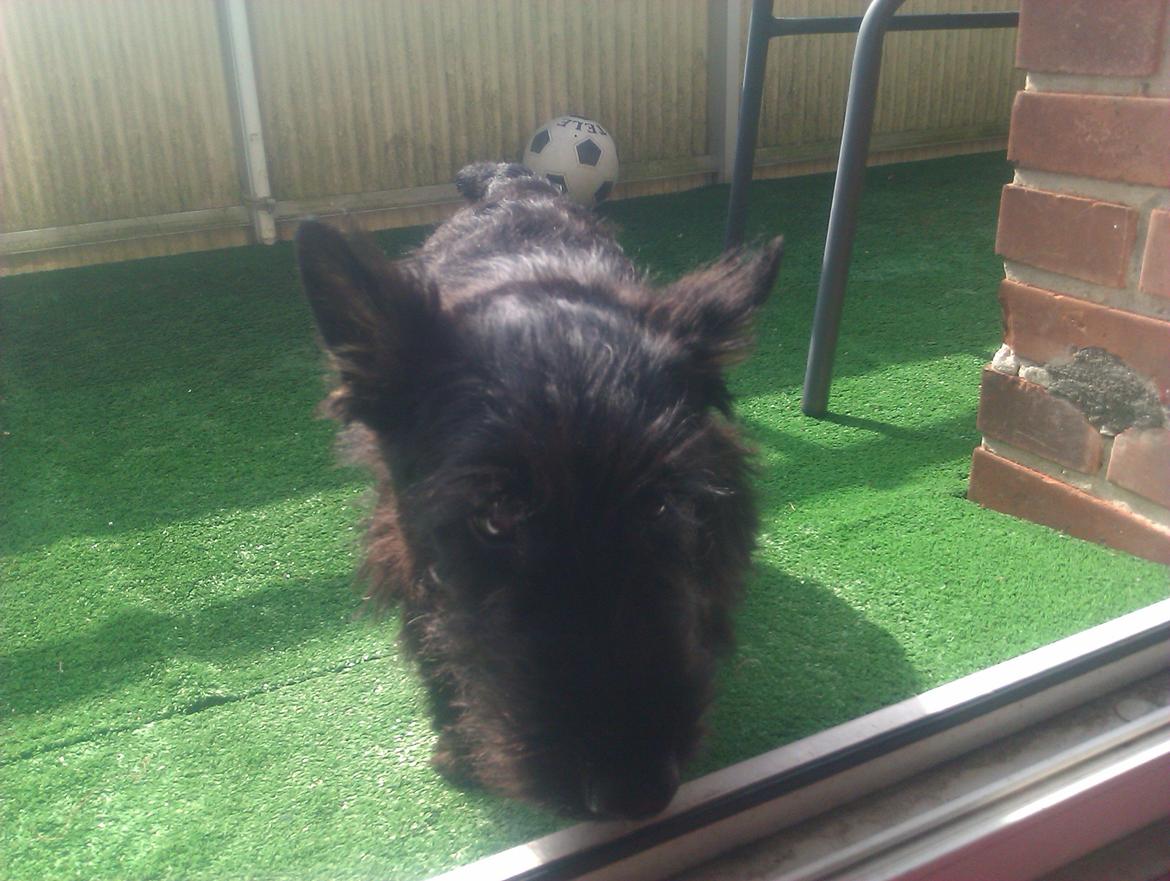Skotsk terrier Tino - Tinos første dag på altanen billede 4