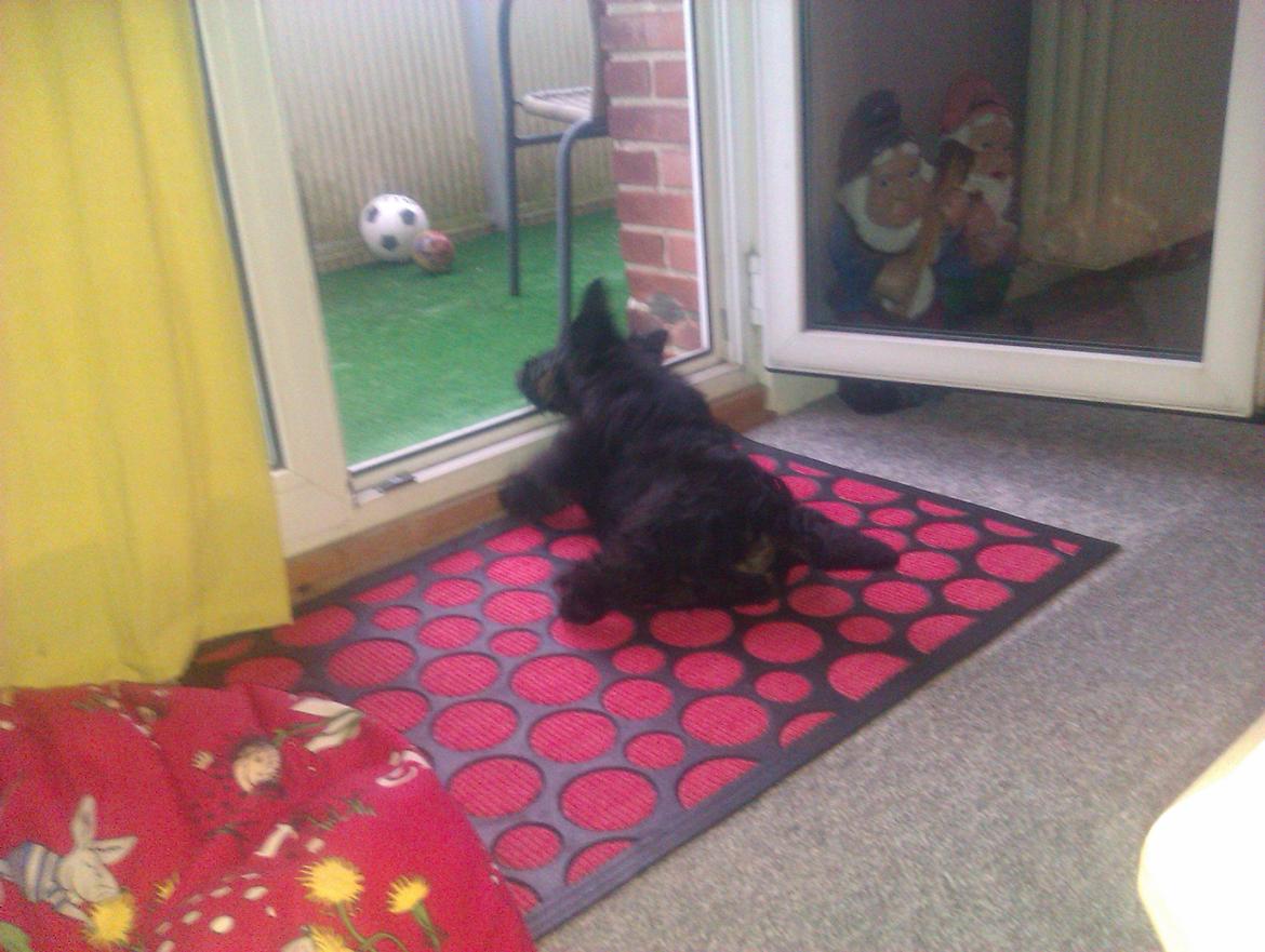 Skotsk terrier Tino - Tino tager lige en slapper. billede 5