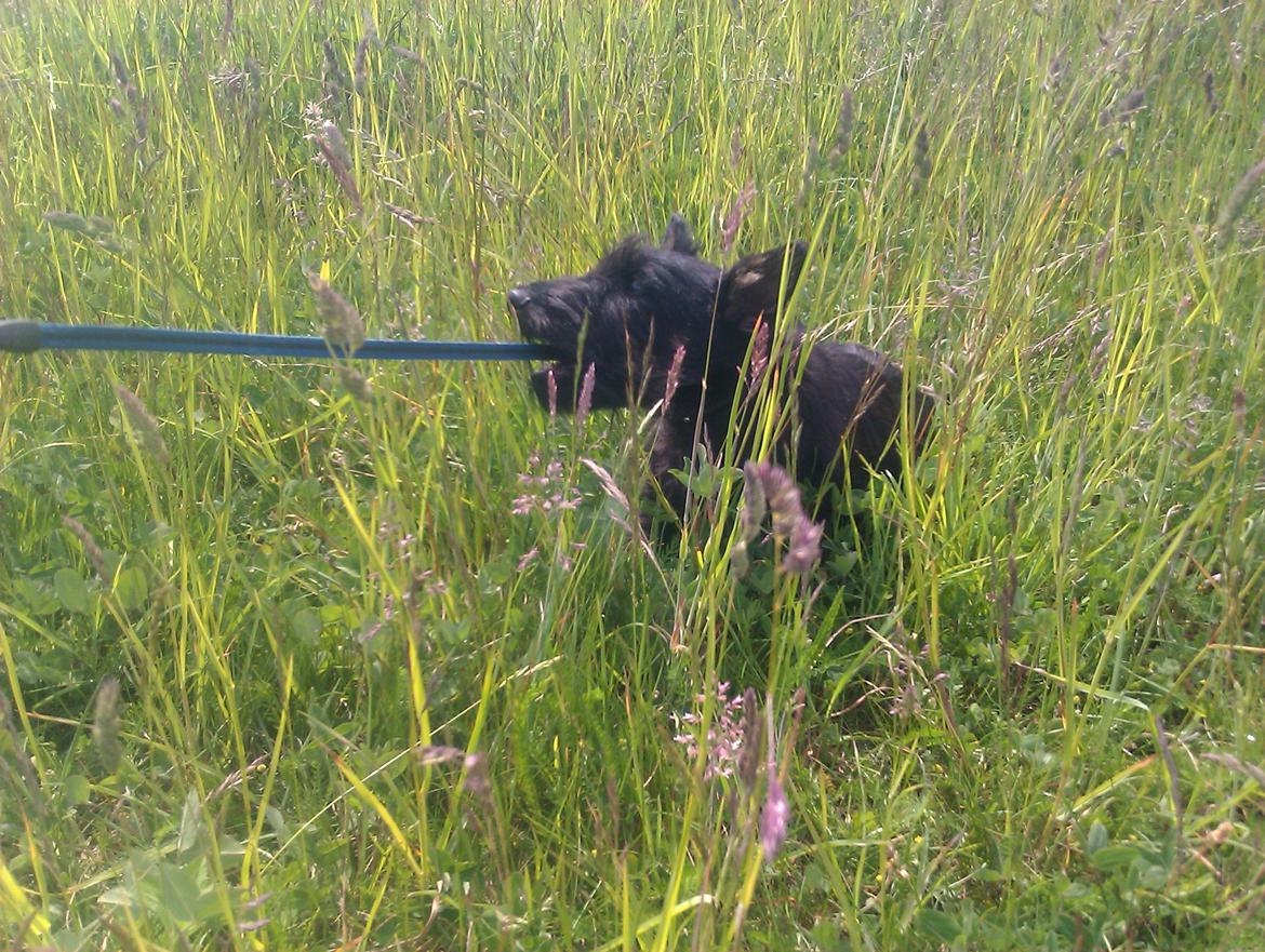 Skotsk terrier Tino - altså den her snor og det halsbånd. ADRRR.. billede 6