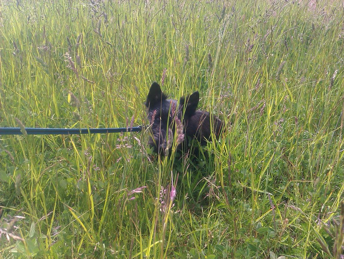 Skotsk terrier Tino - hvor er græsset højt. billede 7
