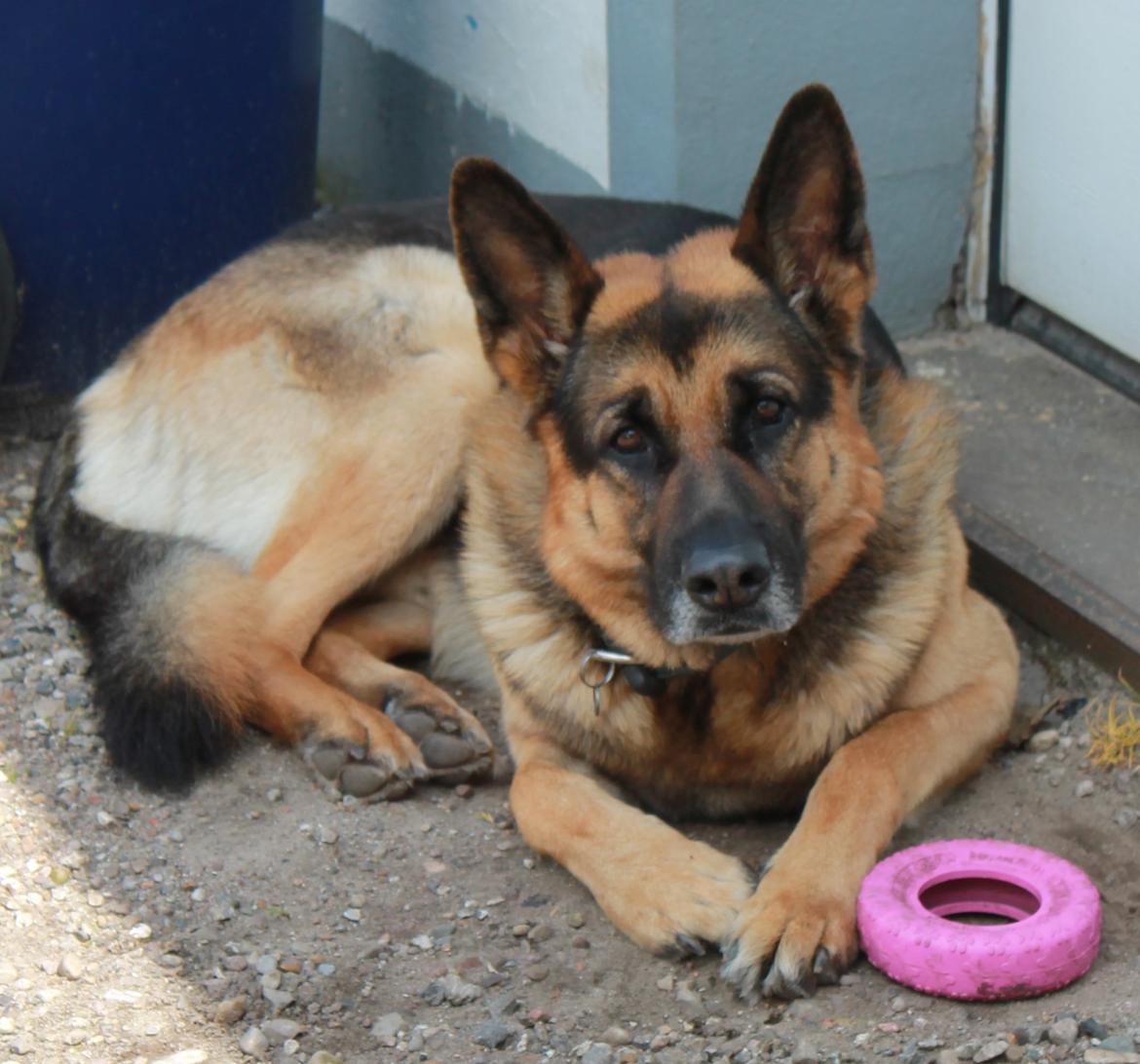 Schæferhund Basse (mors hund) billede 1