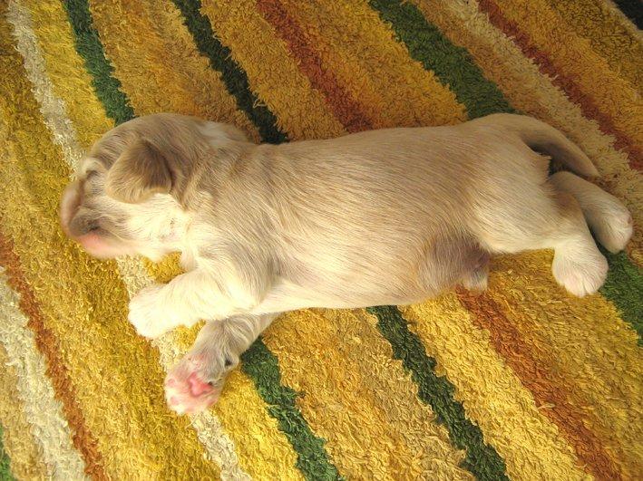 Amerikansk cocker spaniel Milo billede 2