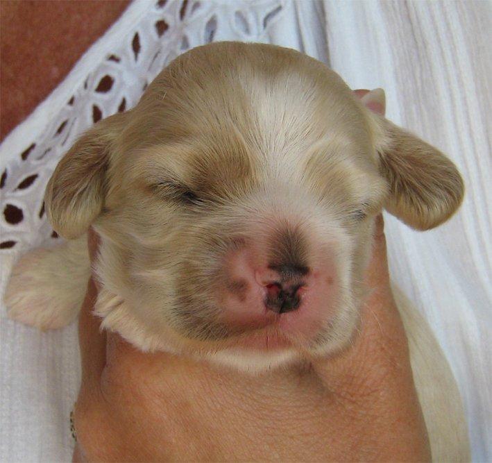 Amerikansk cocker spaniel Milo billede 3