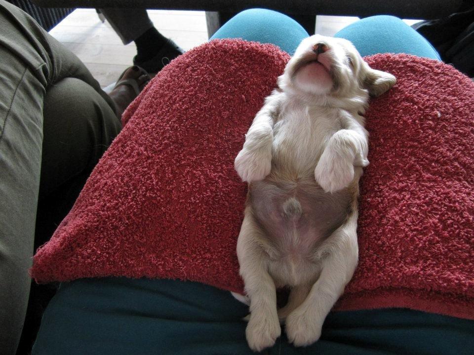 Amerikansk cocker spaniel Milo - Man er ikke så lang endnu, men det skal man nok nå at få indhentet. billede 4