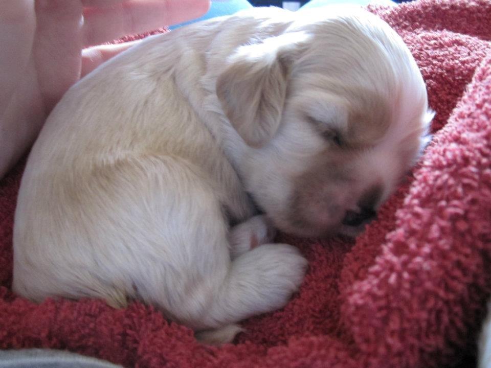 Amerikansk cocker spaniel Milo billede 5