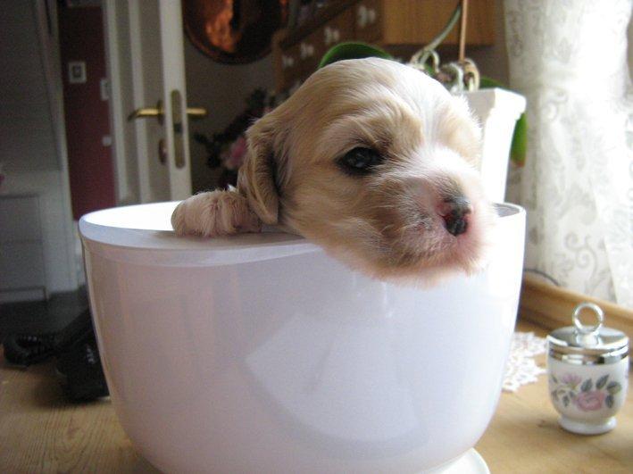 Amerikansk cocker spaniel Milo - 18 dage gammel, og vejet til 730 gram. billede 6