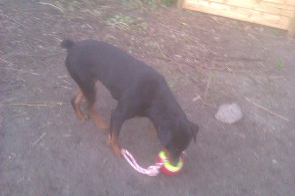 Rottweiler milla billede 2