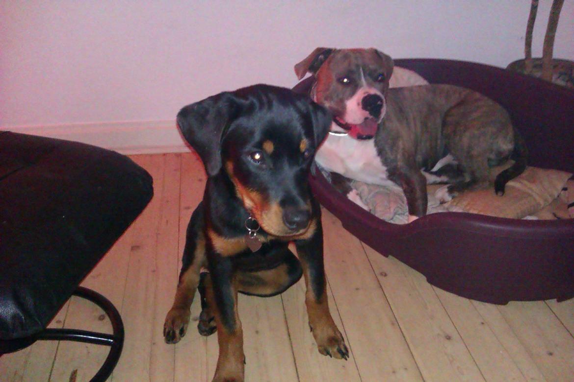 Rottweiler milla billede 3