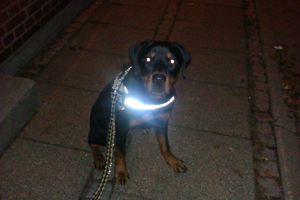 Rottweiler milla billede 4
