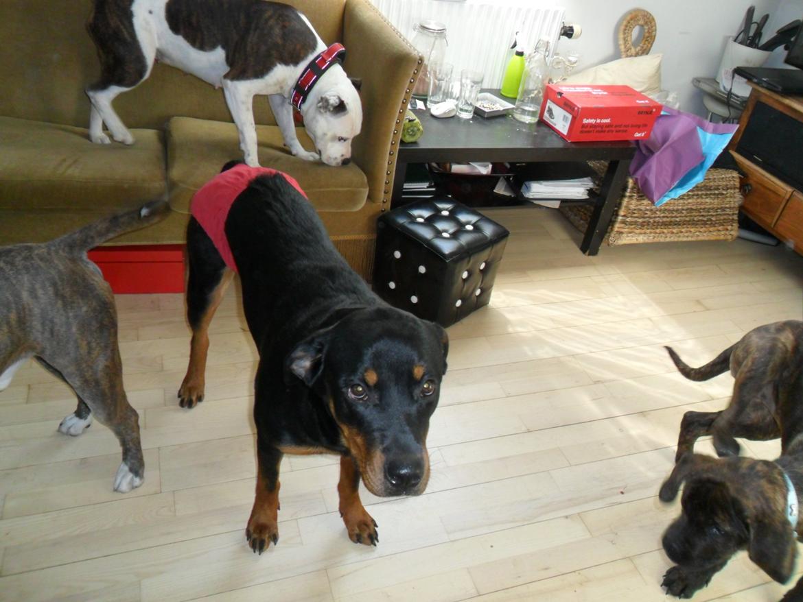 Rottweiler milla billede 5