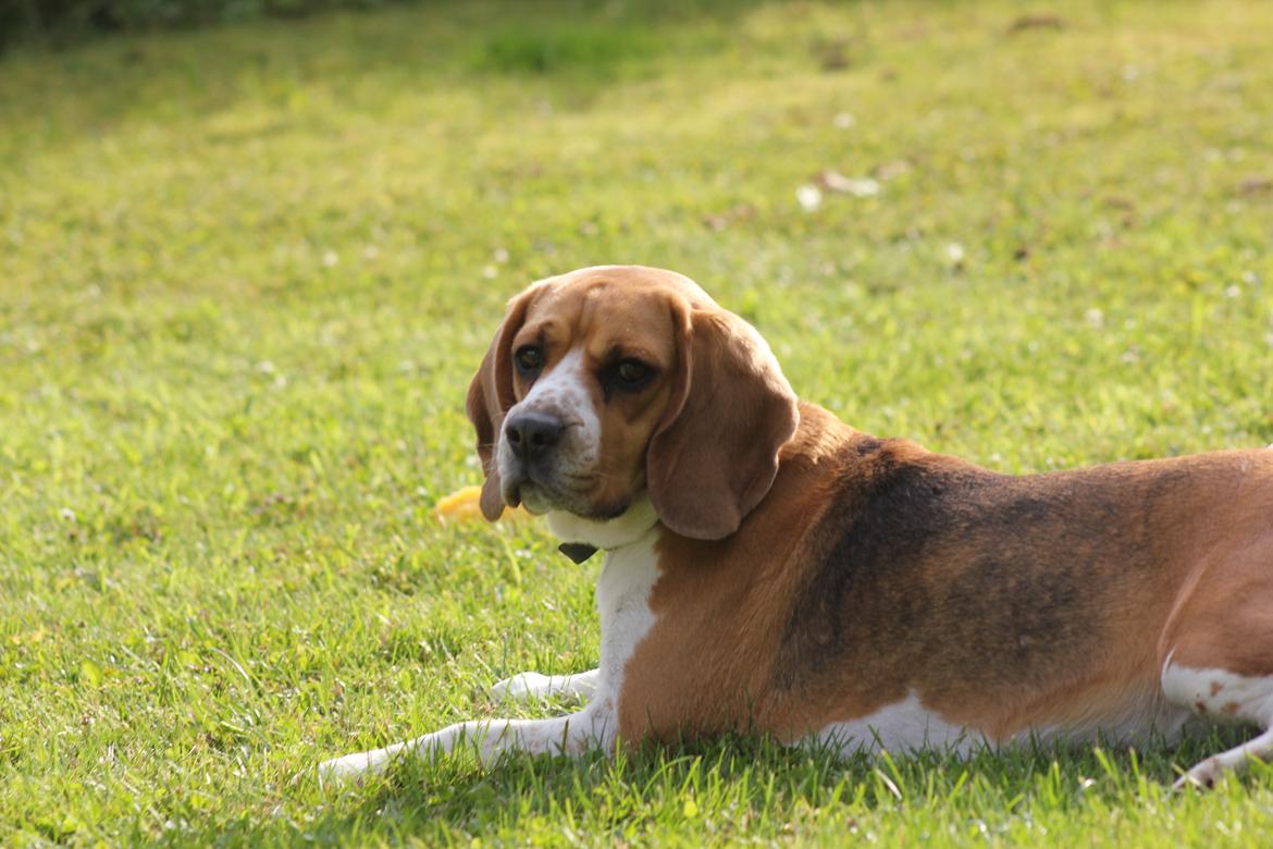 Beagle *Malou* - En smuk sommerdag. billede 2