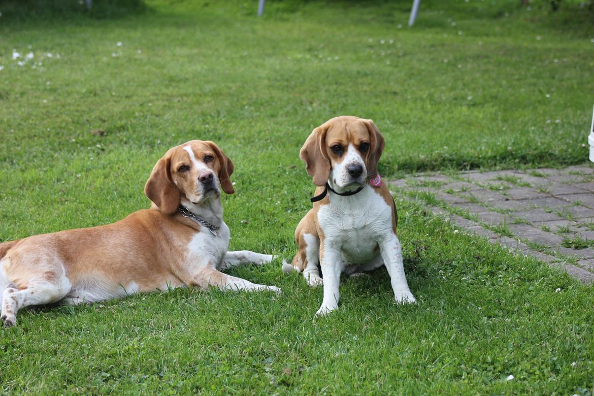 Beagle *Malou* - Mine smukke hunde. billede 4