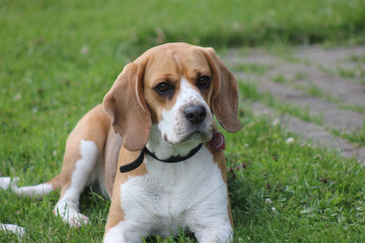 Beagle *Malou* billede 1