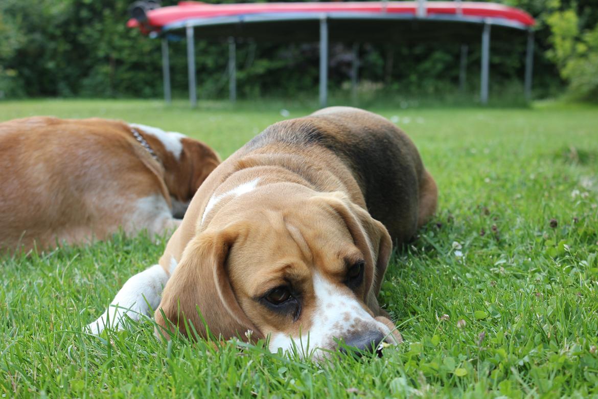 Beagle *Malou* - En varm sommerdag i græsset. billede 5