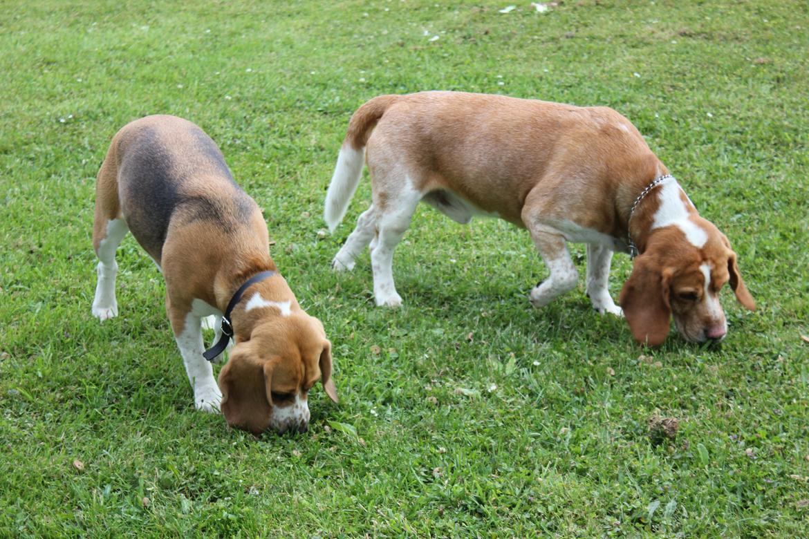 Beagle *Malou* - Godbidder. billede 6