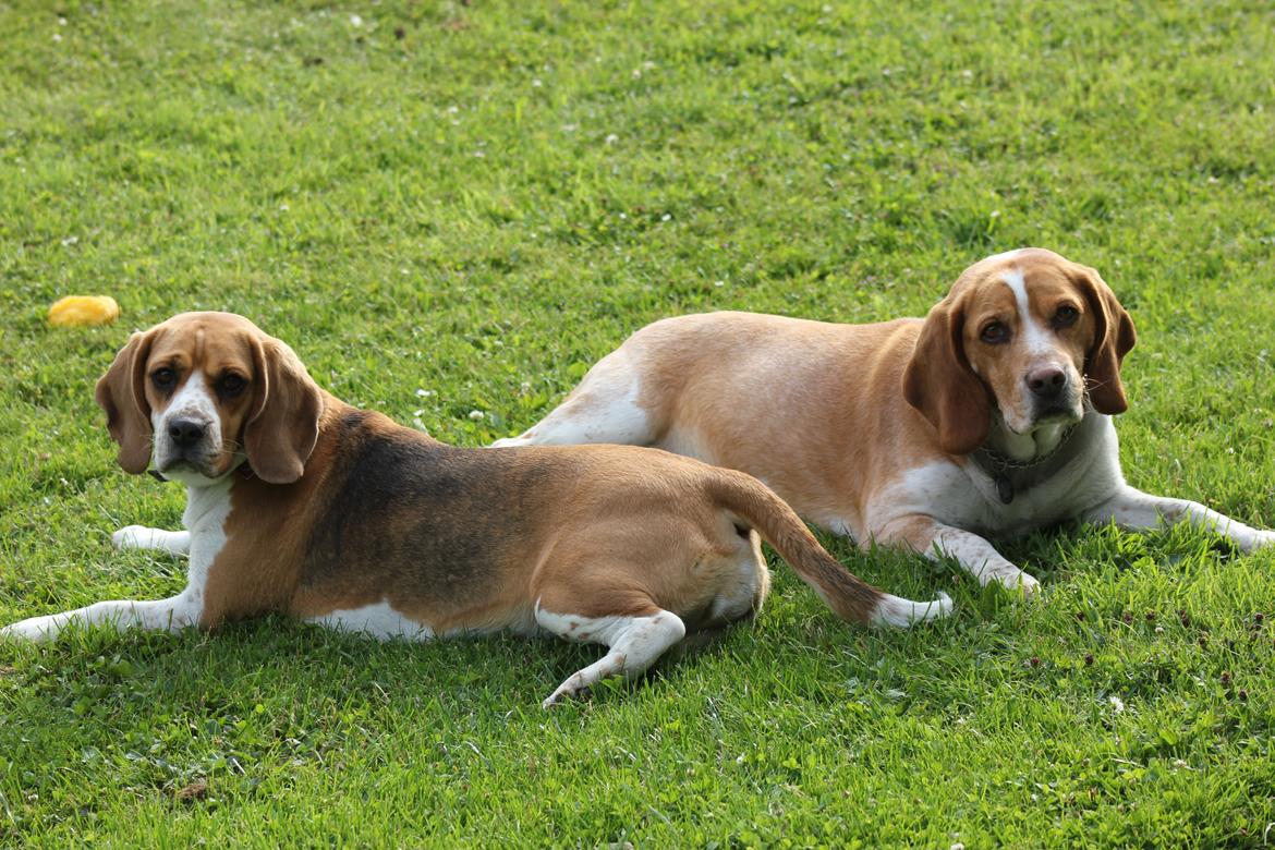 Beagle **Darwin** - Et smukt par! billede 2