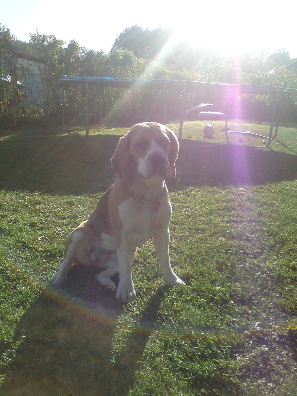 Beagle *Malou* - Smuk hundi! billede 8