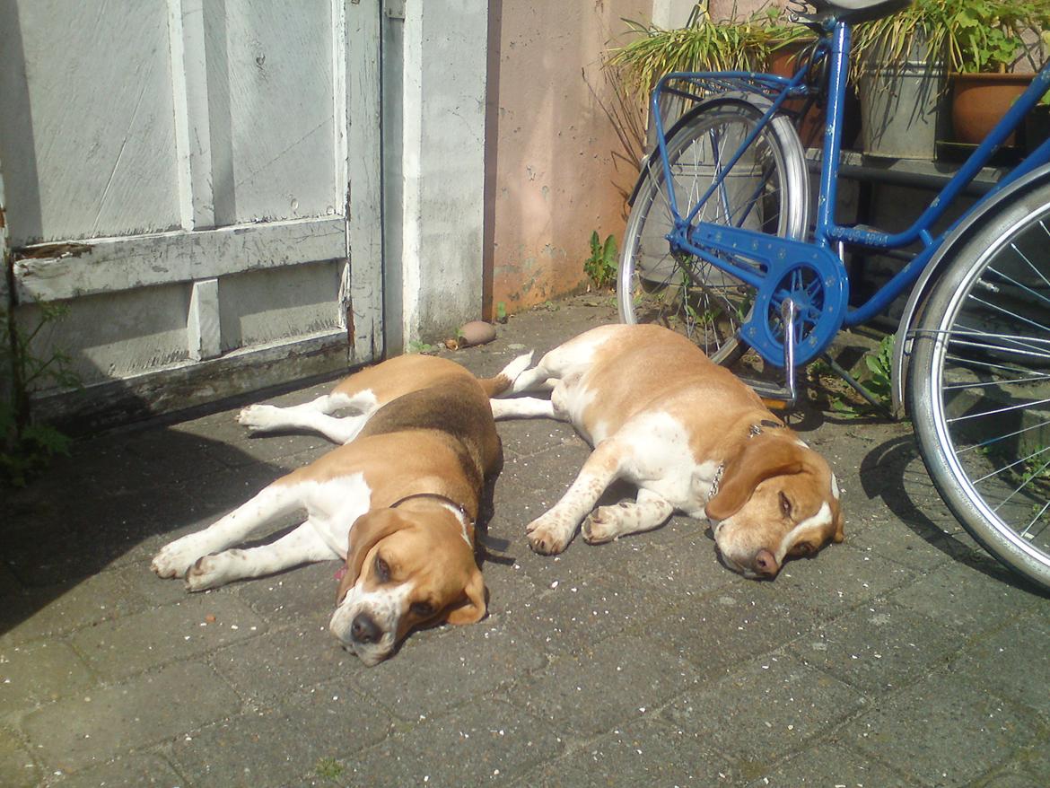 Beagle *Malou* - En dejlig dag, med et smukt på hunde! billede 14