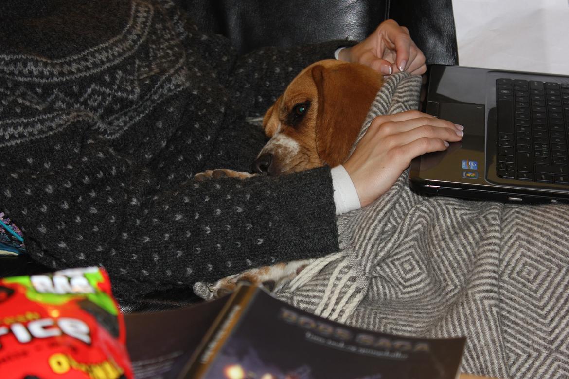 Beagle *Malou* - putte-hunden! billede 16