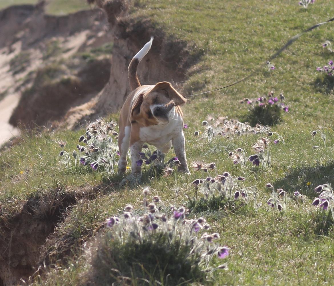 Beagle *Malou* - Charmerende!? billede 7