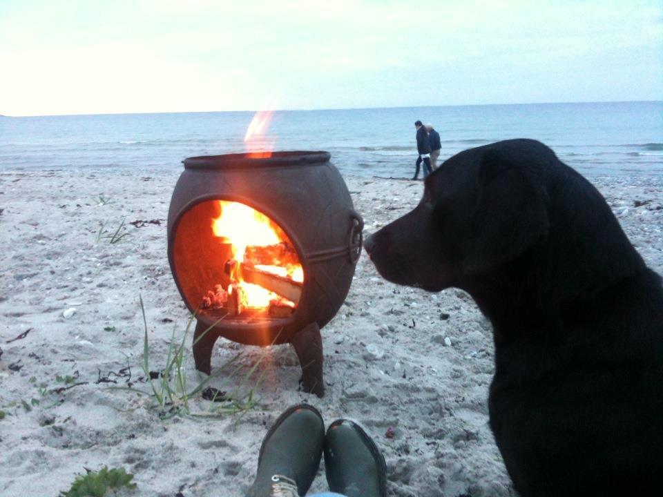 Labrador retriever Sophie *ludty*  [ lobes labrdor knirke] - hun elsker at hygge ved stranden! billede 8