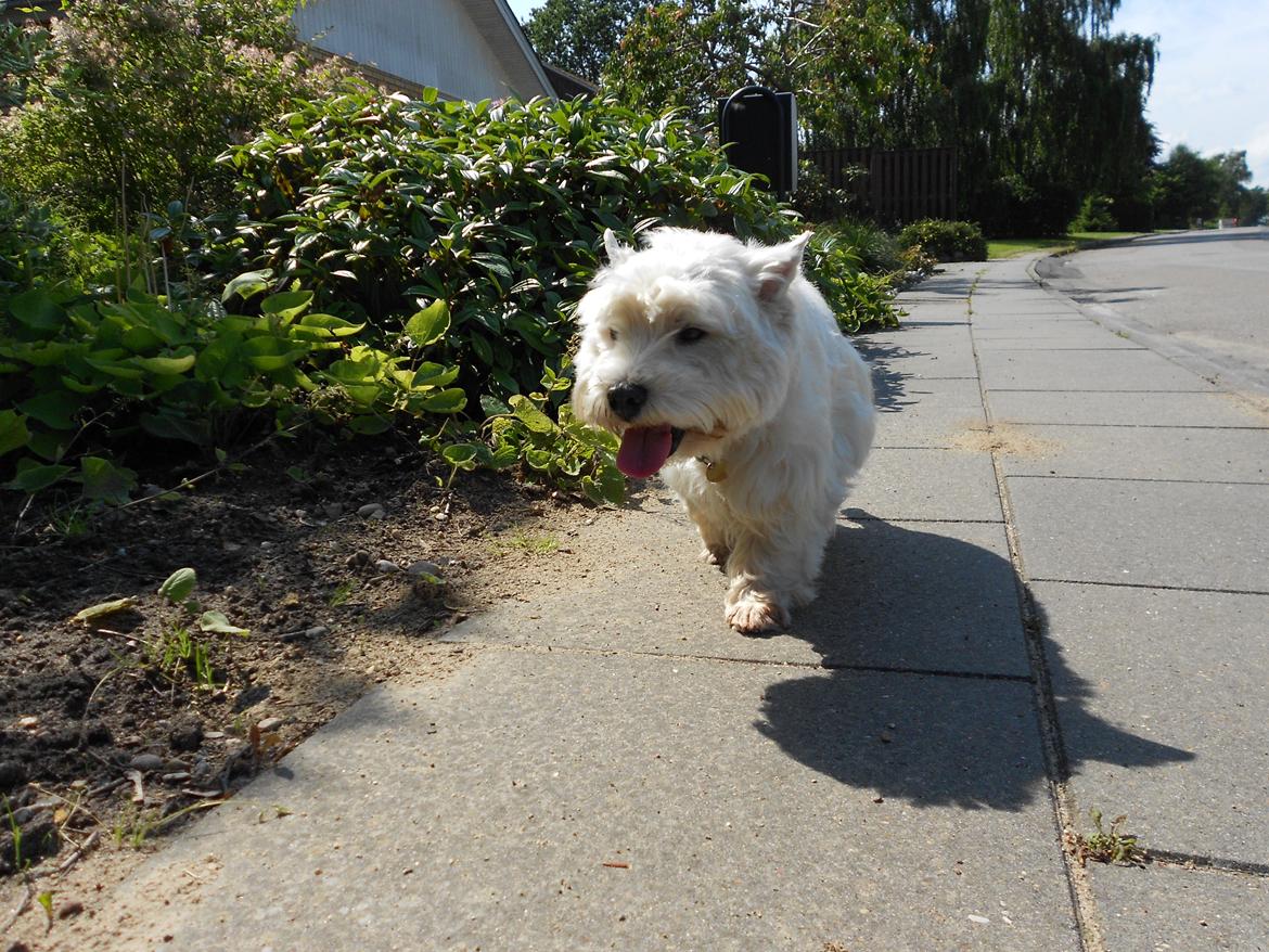 West highland white terrier Ravnegårds Olympus *Paddy* (My Soulmate <3) - På tur ned til Stranden den 30.06.12 :)<3 billede 15