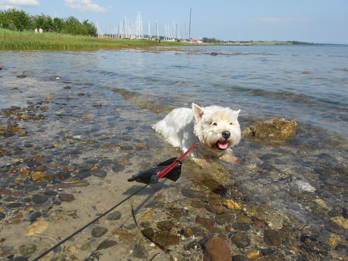 West highland white terrier Ravnegårds Olympus *Paddy* (My Soulmate <3) - Så køler han sin mave lidt af på Stranden :)<3 30.06.12 billede 16