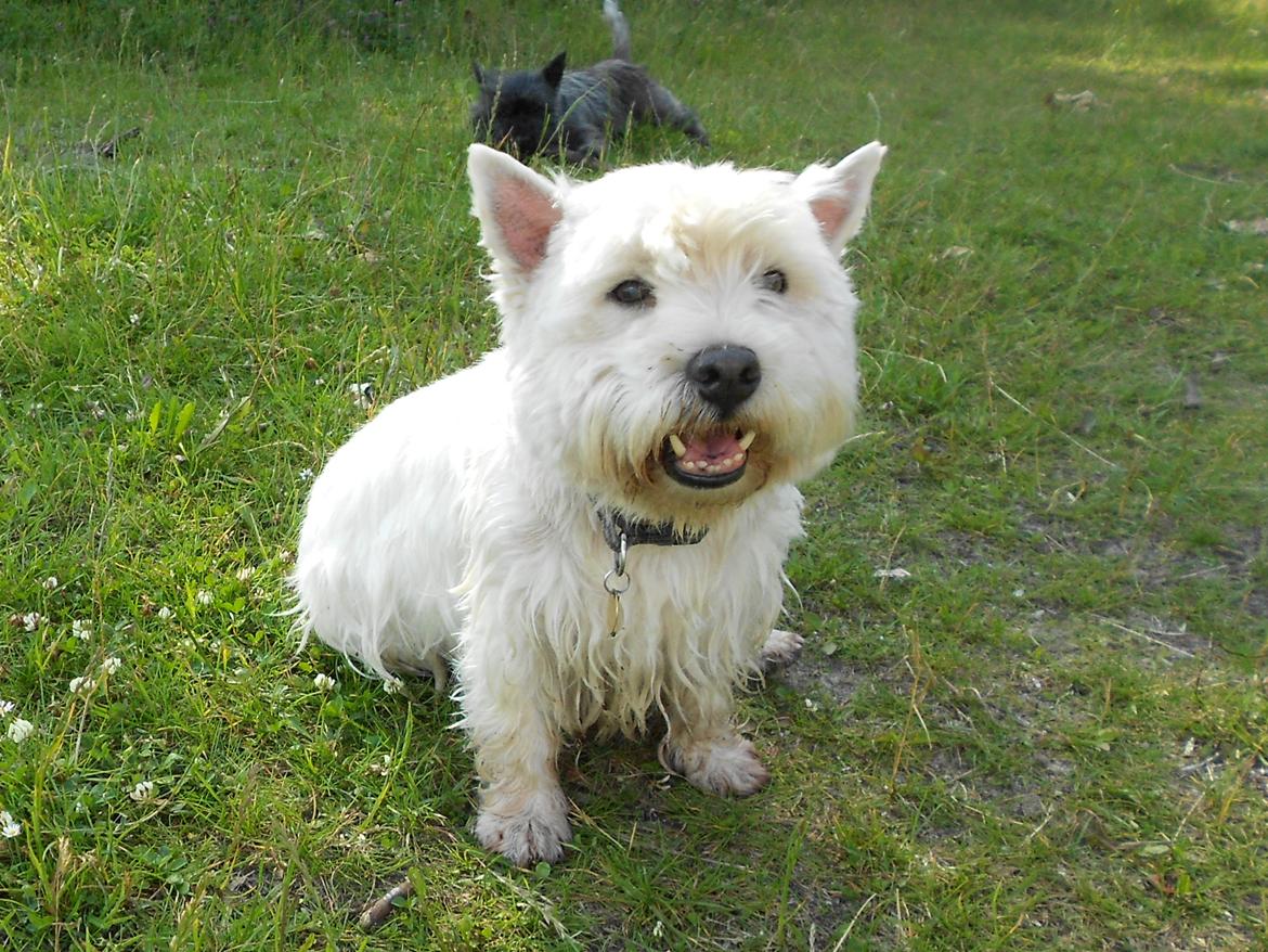 West highland white terrier Ravnegårds Olympus *Paddy* (My Soulmate <3) - Jeg elsker dig Paddy <33 billede 17