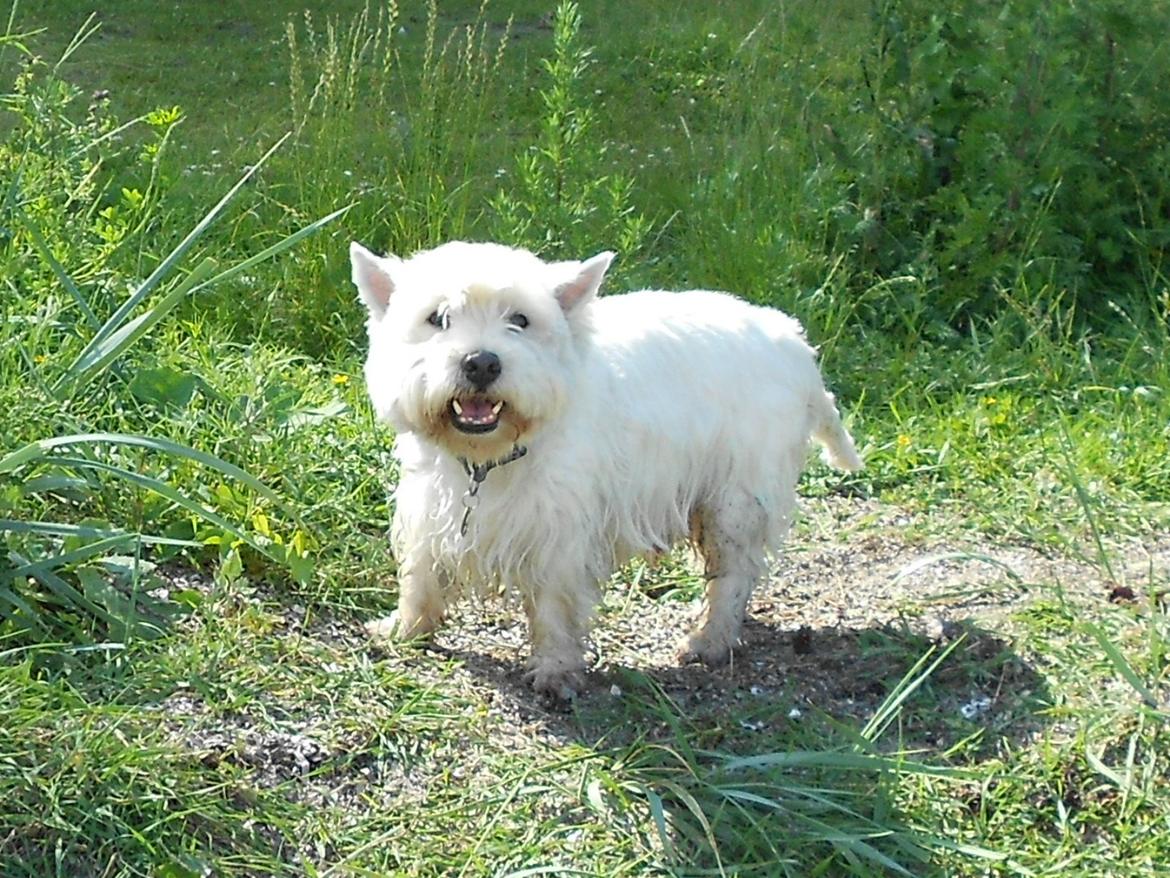 West highland white terrier Ravnegårds Olympus *Paddy* (My Soulmate <3) - <3 billede 18