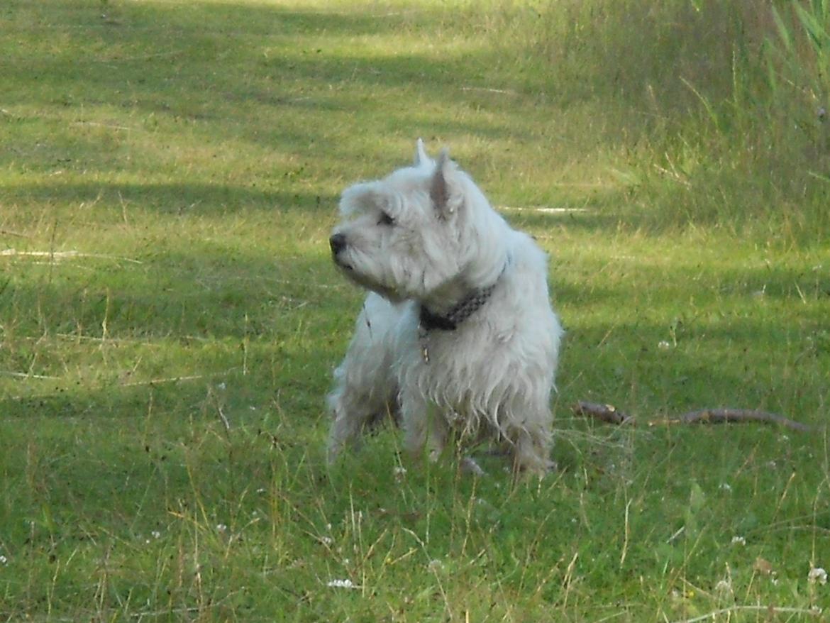 West highland white terrier Ravnegårds Olympus *Paddy* (My Soulmate <3) - Smukke Paddy<3 billede 19