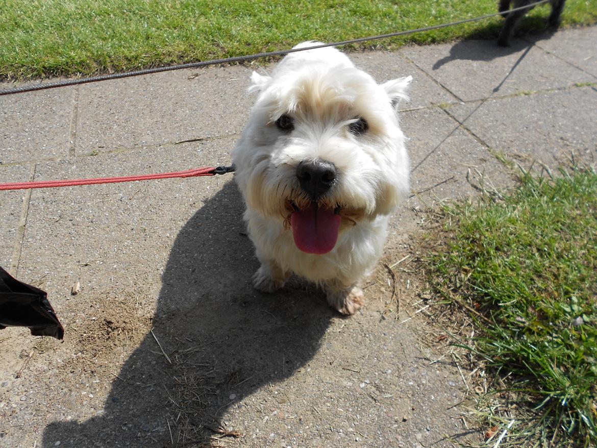 West highland white terrier Ravnegårds Olympus *Paddy* (My Soulmate <3) billede 4