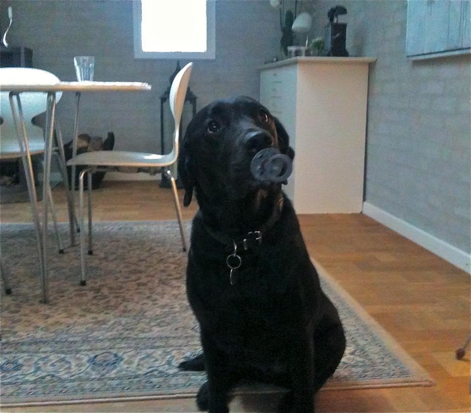 Labrador retriever Sophie *ludty*  [ lobes labrdor knirke] - sophie eeeelsker sin sudt! ;D billede 11