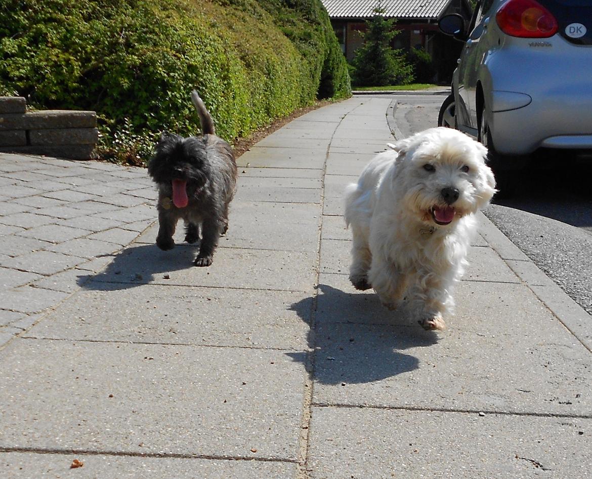 West highland white terrier Ravnegårds Olympus *Paddy* (My Soulmate <3) - De skønne hunde <333 billede 21