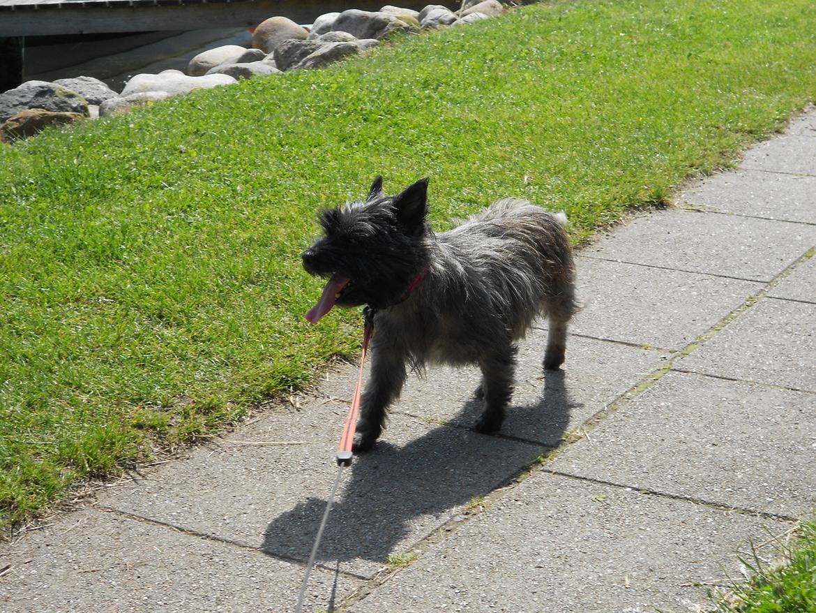 Cairn terrier Ziggy (Banditten<3) - <3 billede 7