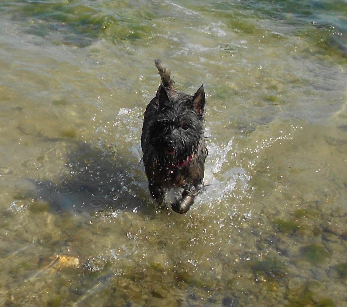 Cairn terrier Ziggy (Banditten<3) - Ziggi i vandet :)<3 billede 11