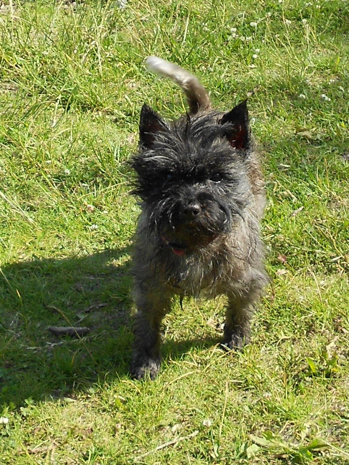 Cairn terrier Ziggy (Banditten<3) - Dejlige Ziggi <33
30.06.12 billede 4