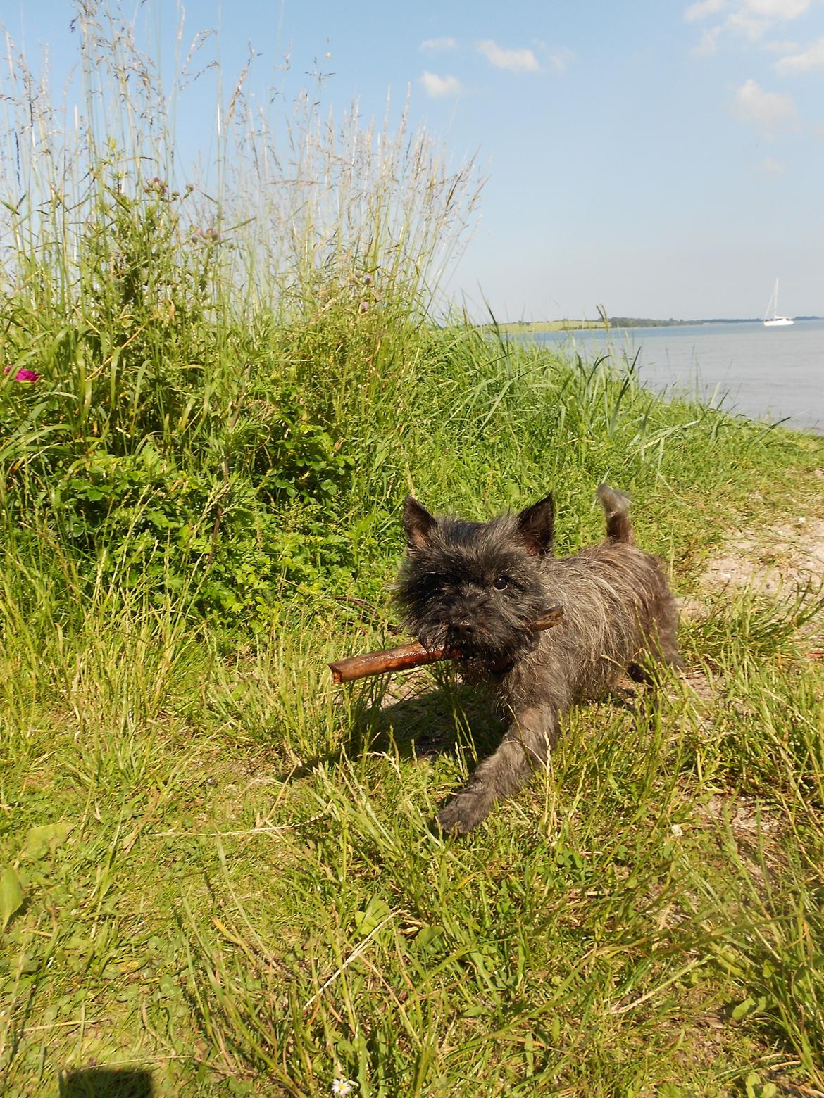 Cairn terrier Ziggy (Banditten<3) - :D<3 30.06.12 billede 18
