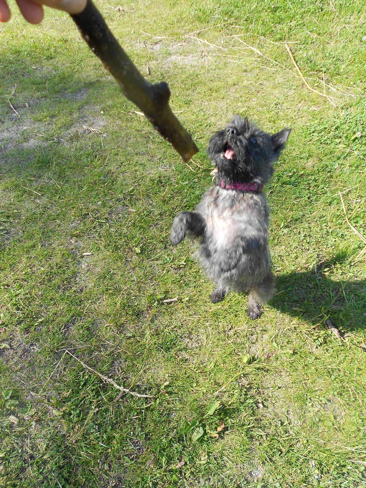 Cairn terrier Ziggy (Banditten<3) - Min lille Cirkus Hund hehe :)<3 billede 17