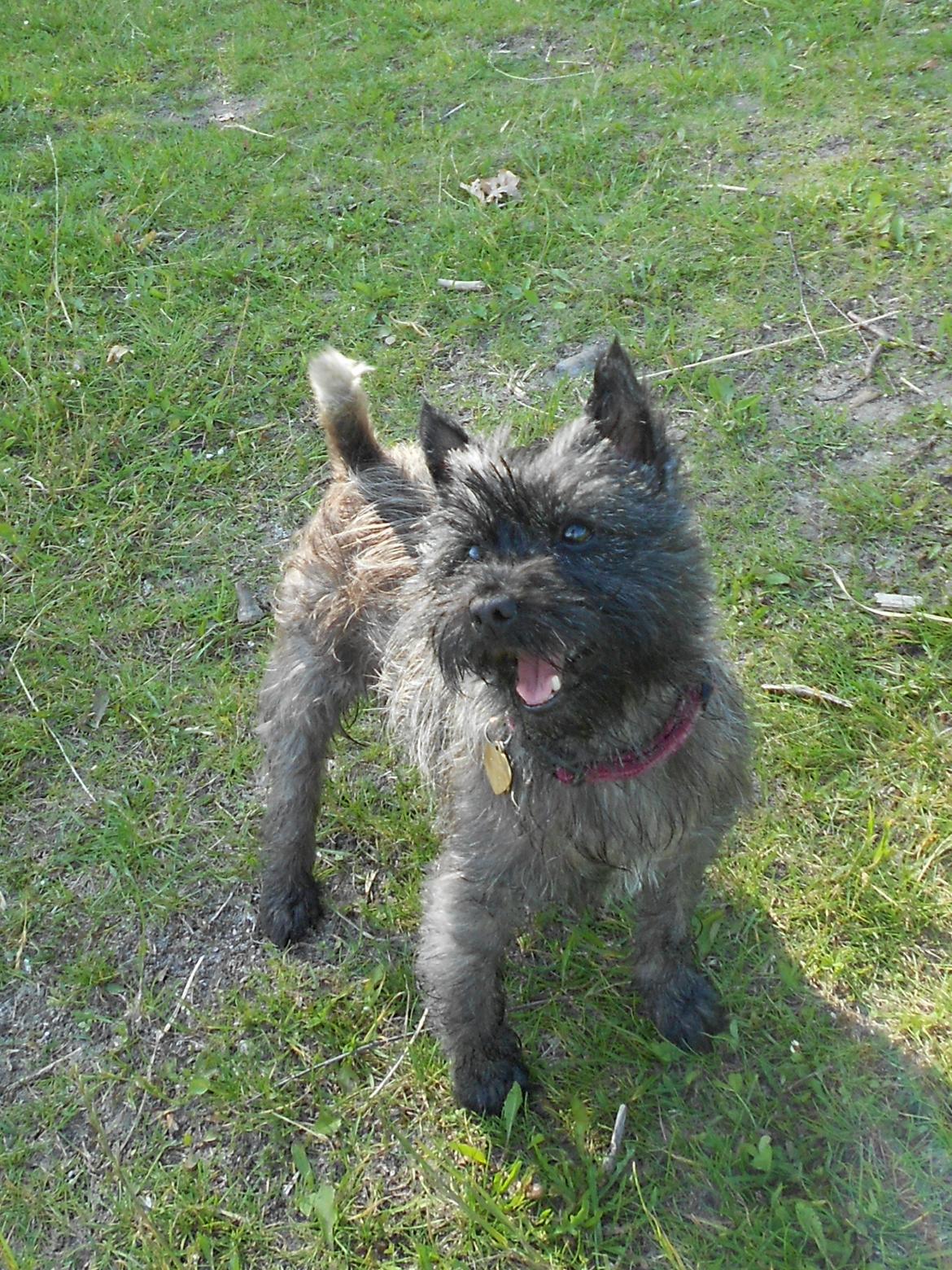 Cairn terrier Ziggy (Banditten<3) billede 19