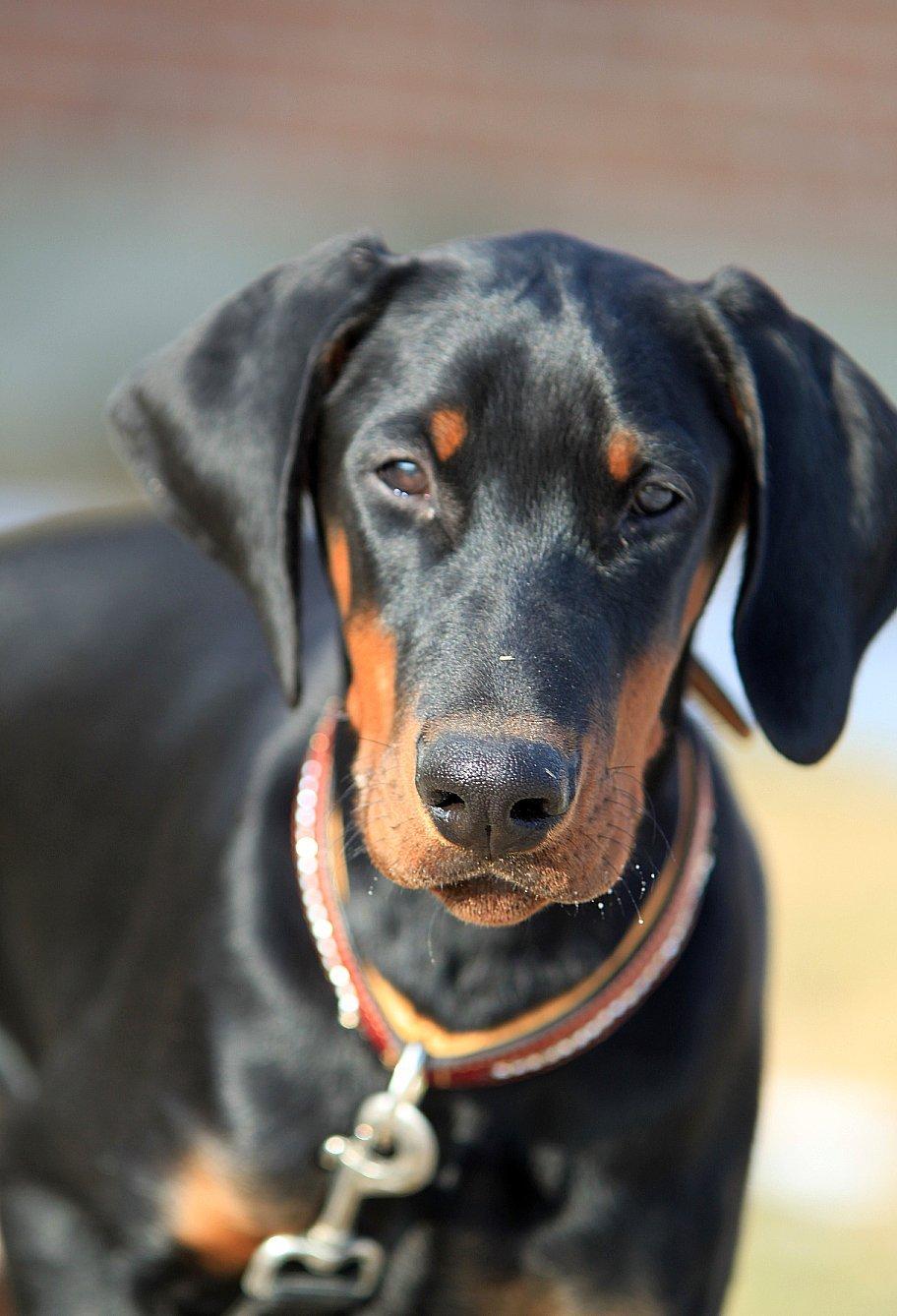Dobermann King billede 1